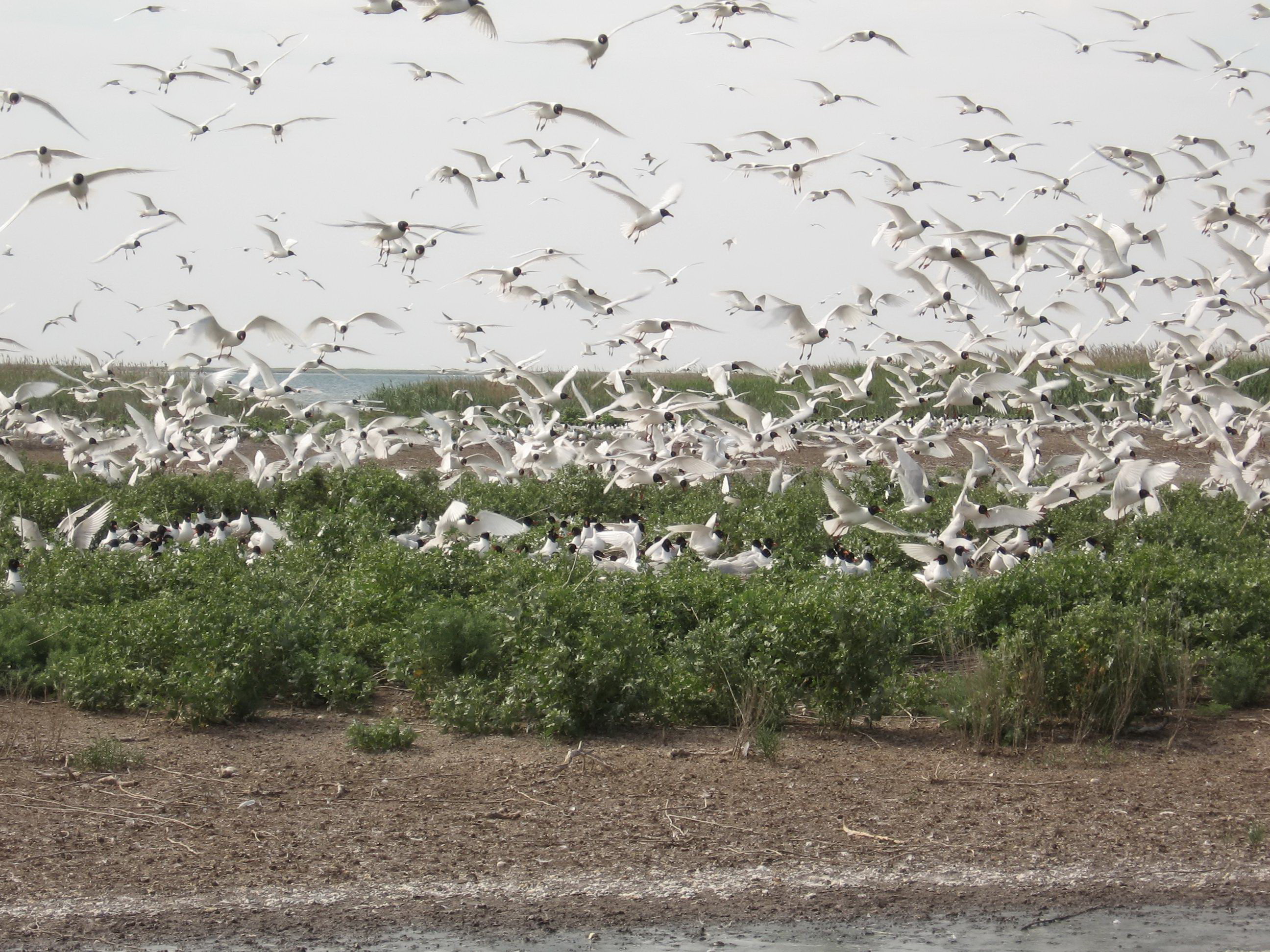 Colony of Ichthyaetus melanocephalus